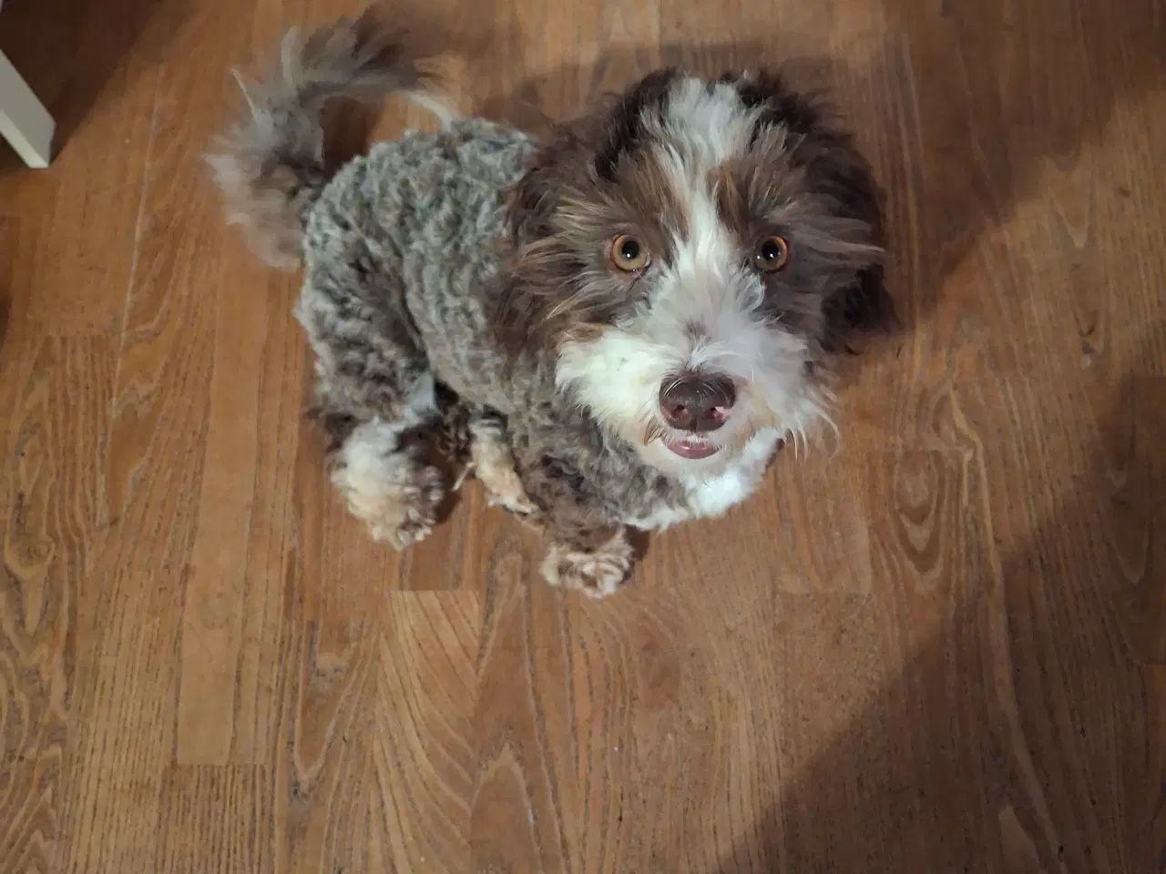 Billede 3 - Bichon havanais tæve