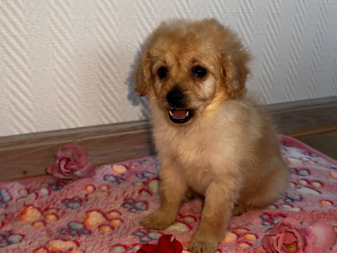 Billede 6 - Cavapoo F2B