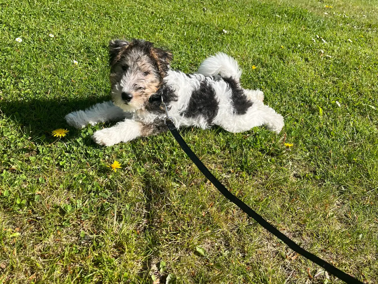 Billede 2 - Foxterrier 13 uger