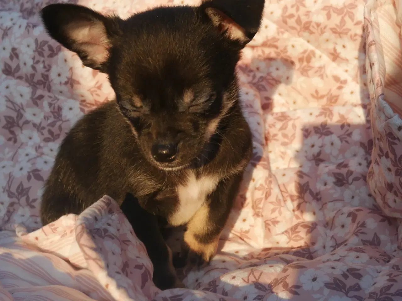 Billede 14 - Små, Superskønne pomchi hvalpe sælges