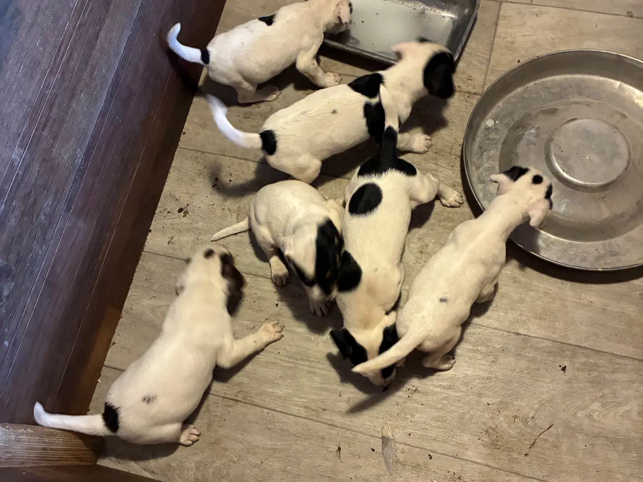 Billede 2 - hundehvalpe dansksvensk gårdhund/skotsk terrier