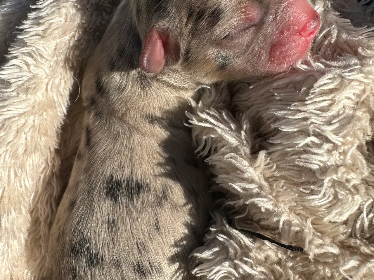 Billede 2 - Chihuahua