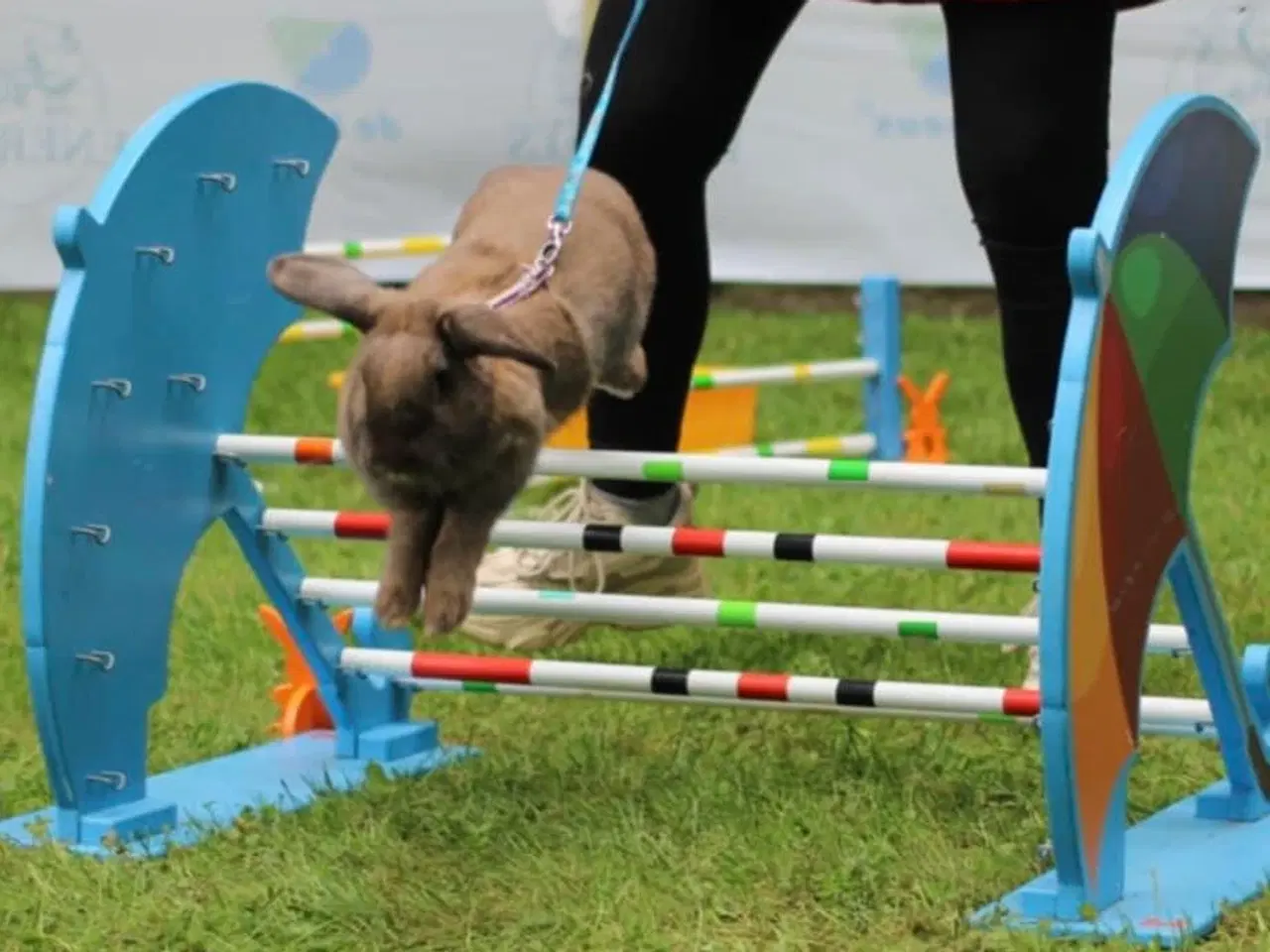 Billede 10 - Kælen og tam hun kanin