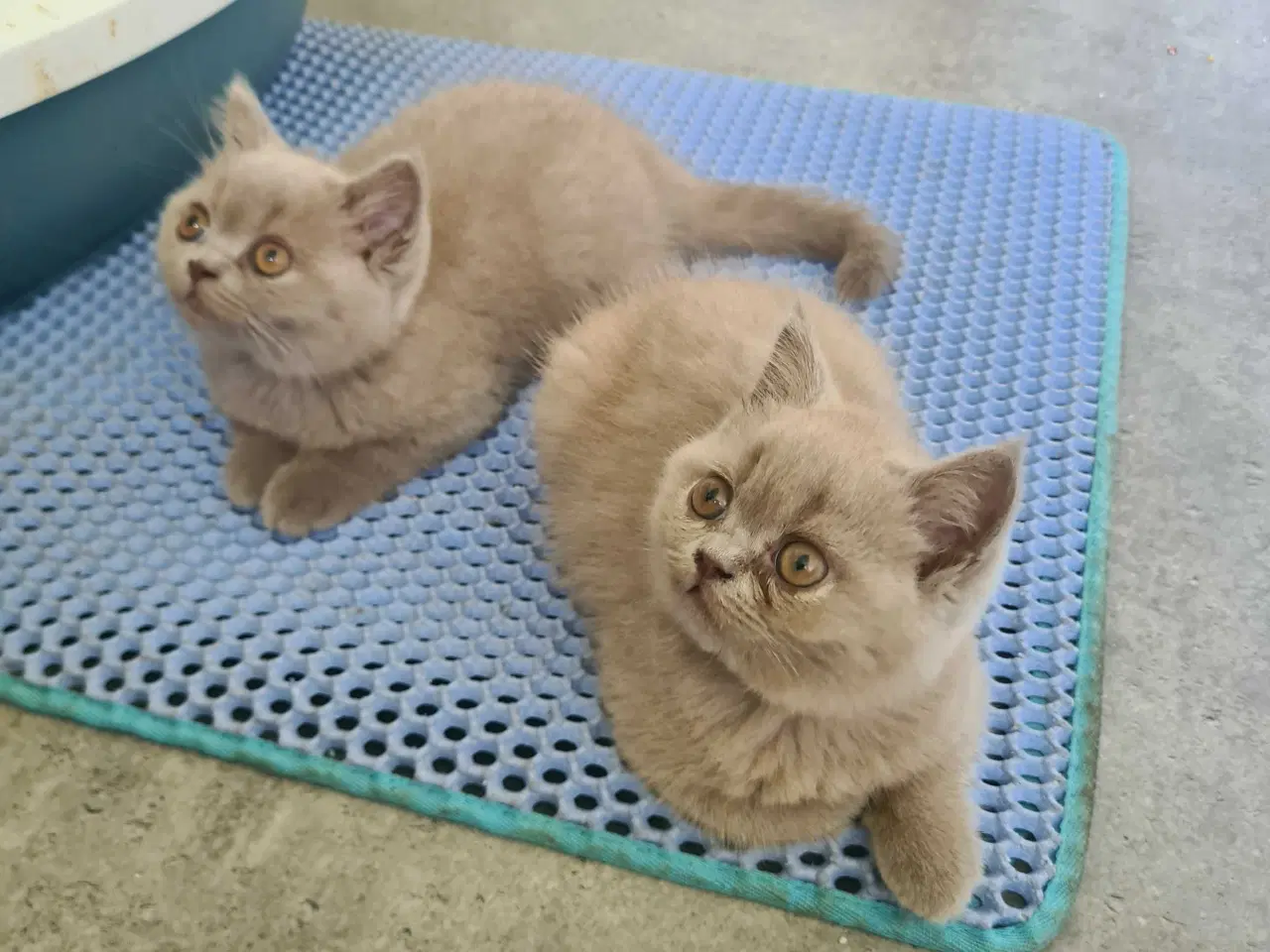 Billede 11 - British Shorthair killinger 