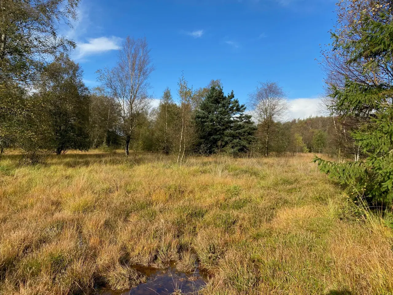 Billede 1 - 3,95 Ha frijord ved Vejen