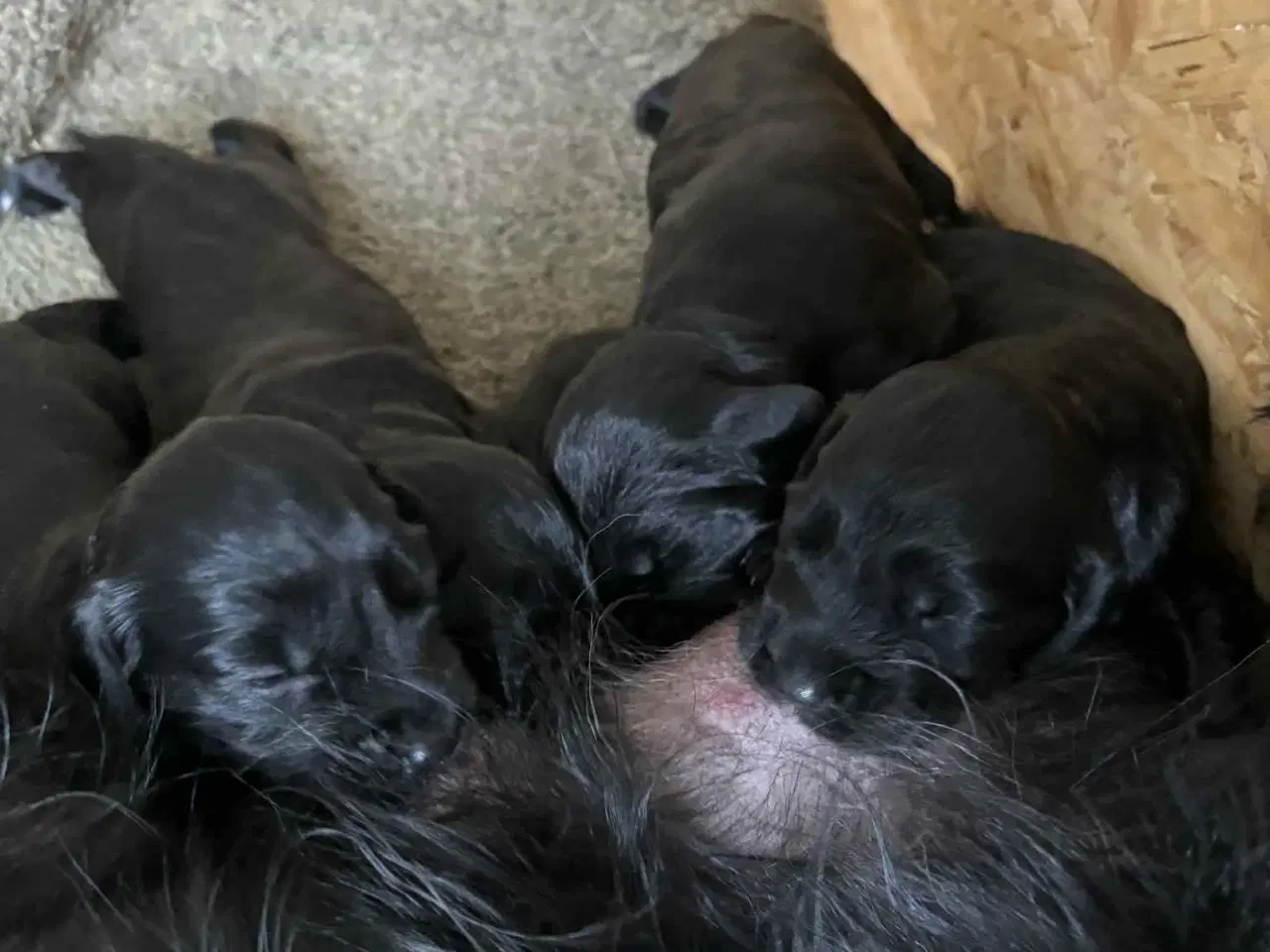 Billede 5 - Ft. Cocker spaniel hvalpe