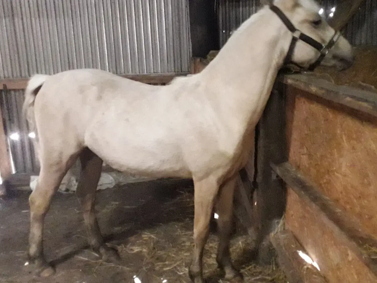 Billede 9 - Smuk Pony Welsh Partbred 1 år 130 cm.