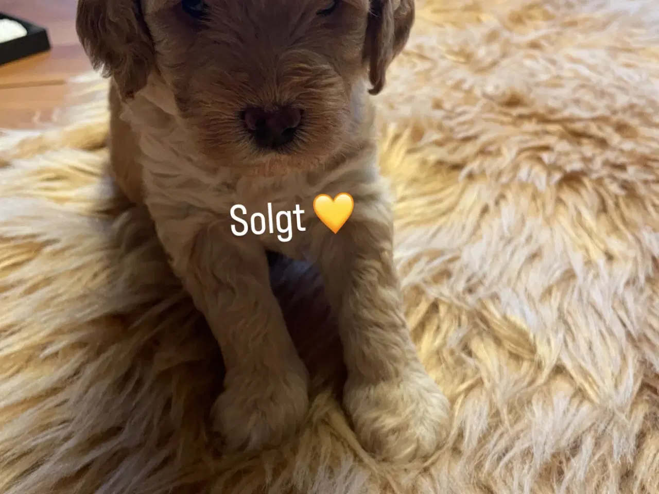 Billede 6 - Goldendoodle hvalpe 