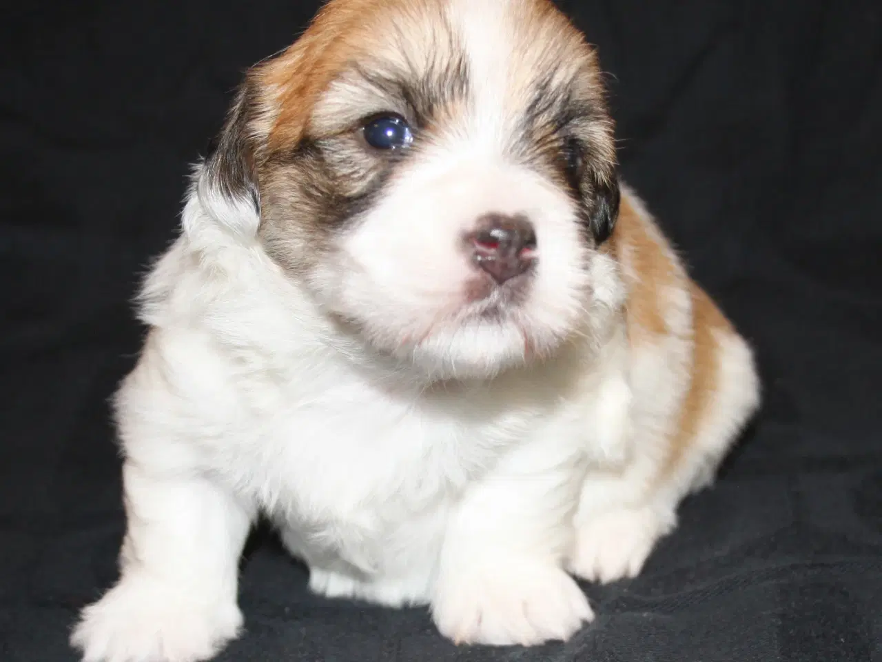 Billede 2 - Coton de Tulear hvalpe
