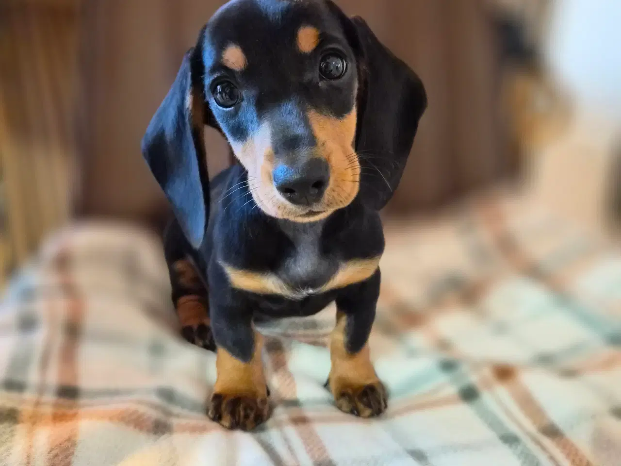 Billede 3 - Gravhund hvalpe