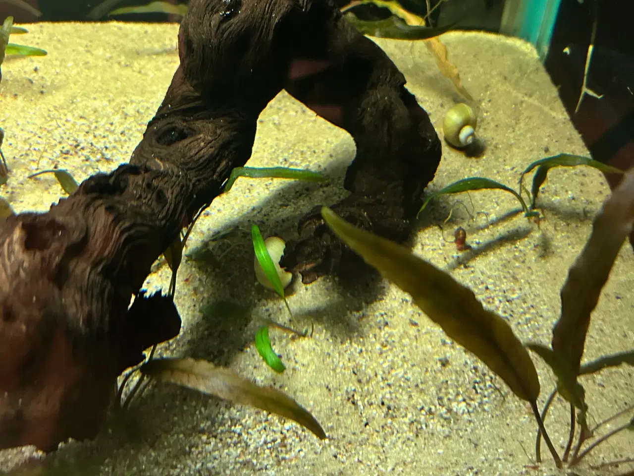 Billede 4 - 🌿 Levende akvarieplanter – 2 stk. GLS