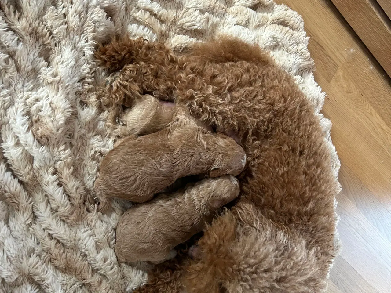 Billede 5 - Dværg puddel hundehvalpe