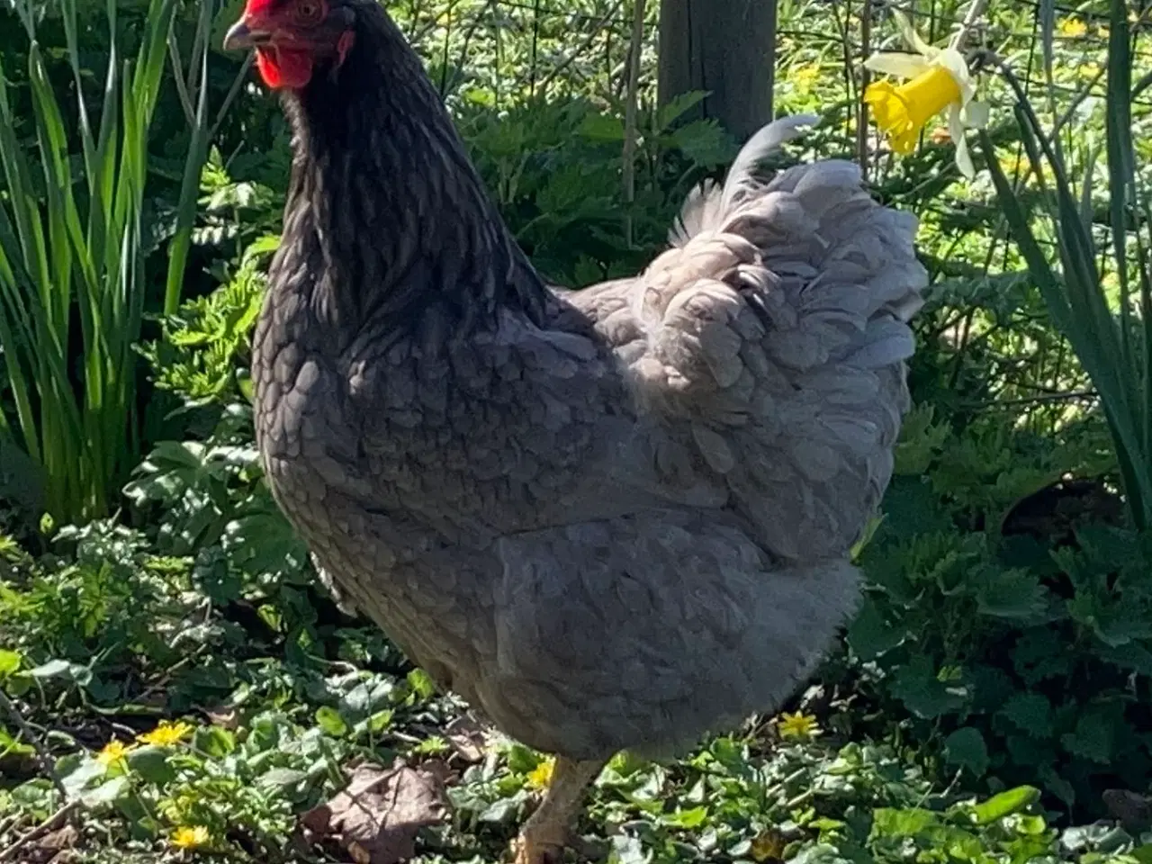 Billede 2 - Sorte og grå høns 