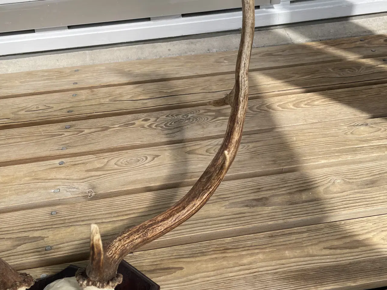 Billede 2 - Kronhjortegevir med kranie på træplade 45cm