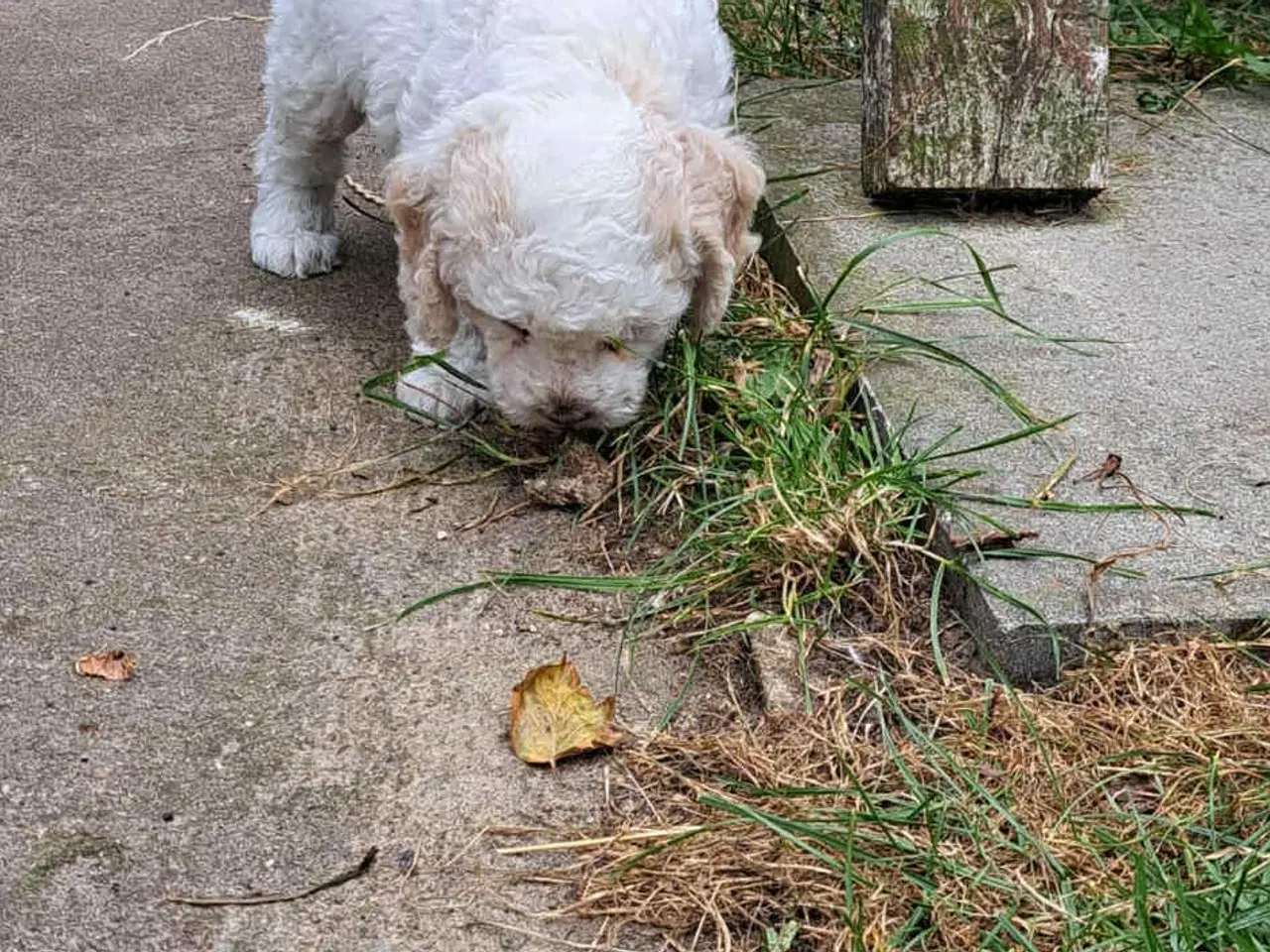 Billede 7 - Labradoodle hvalpe