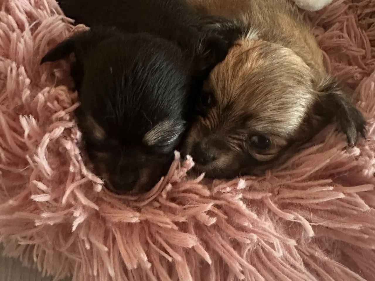 Billede 2 - Chihuahua hvalpe