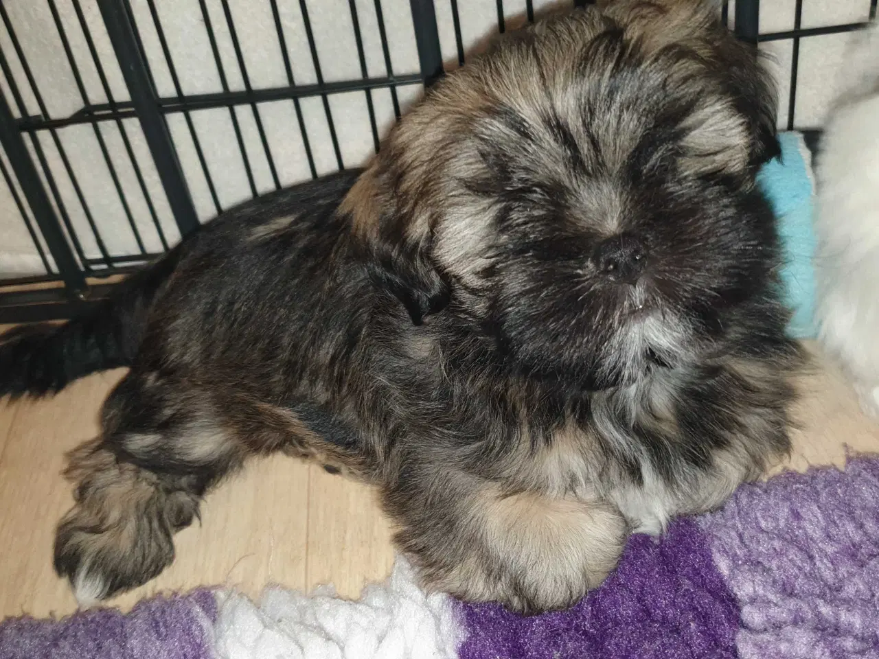 Billede 8 - Lhasa Apso - smukke Harley 🐾💕