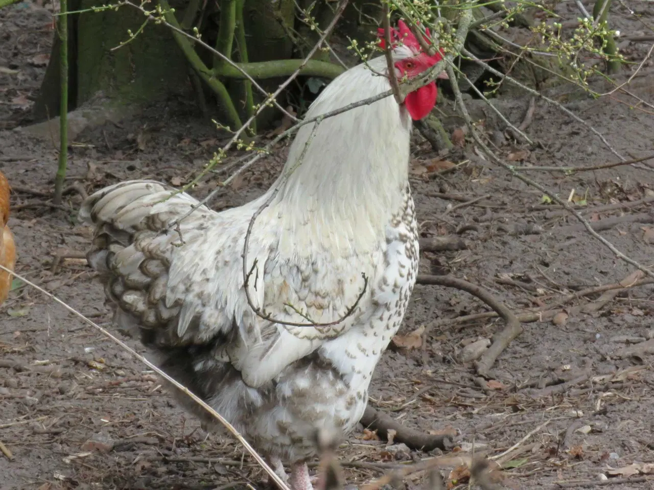 Billede 6 - Haner  blandet racer 