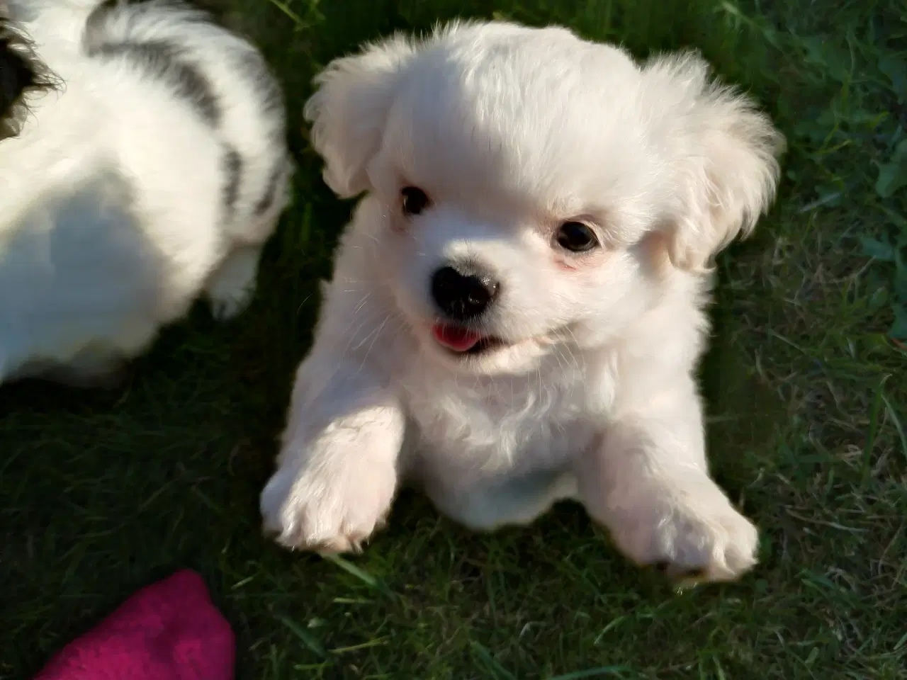 Billede 3 - Tibetansk spaniel 