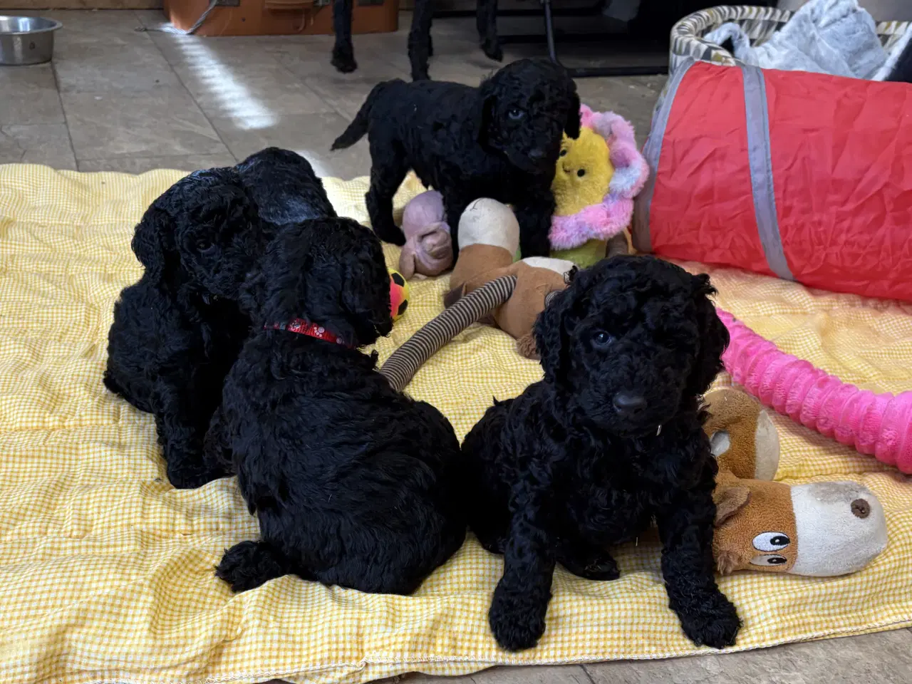 Billede 14 - Ægte mellem/ stor puddel babyer 