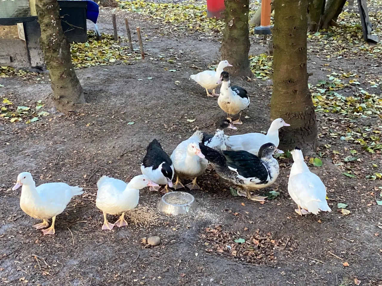 Billede 2 - Moskus Ænder 