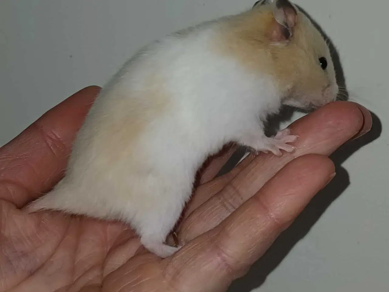 Billede 16 - Guldhamster unger