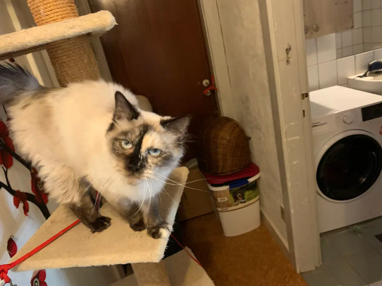 Billede 4 - Ragdoll - hun kat. 