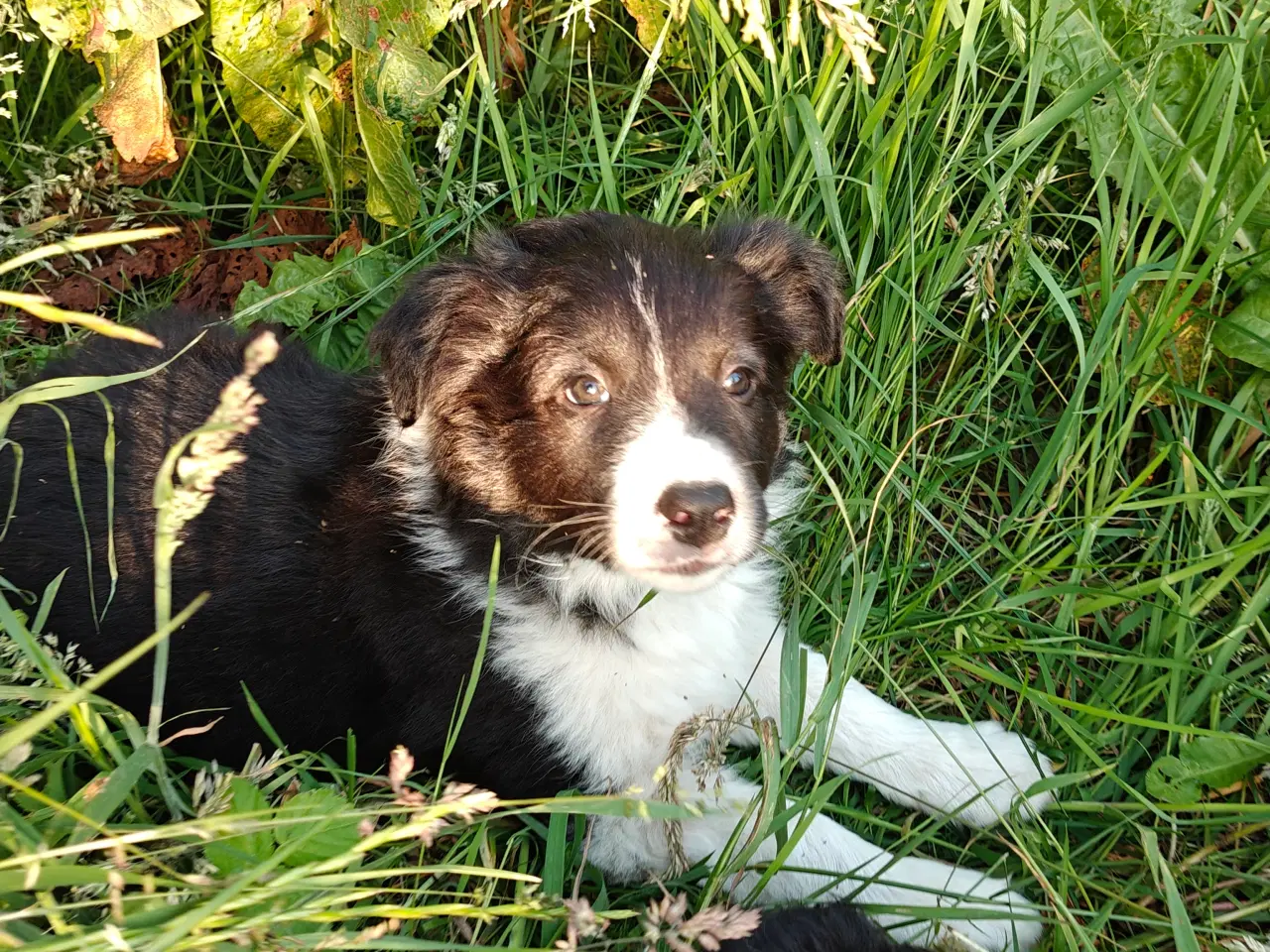 Billede 7 - Vidunderlig Border collie hvalp