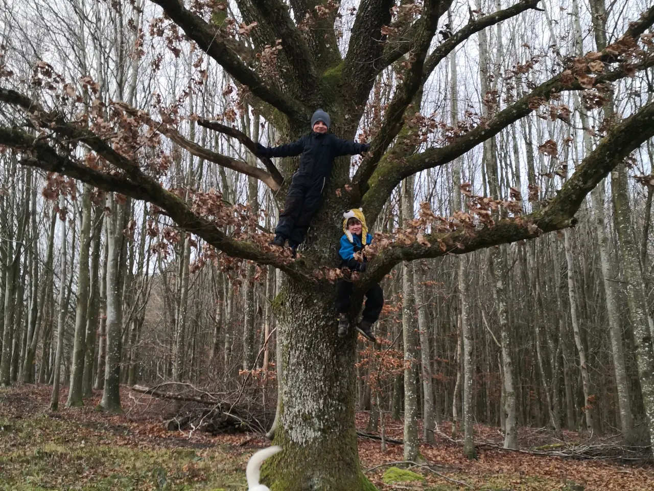 Billede 7 - Familievenlige blandingshvalpe / hundehvalp