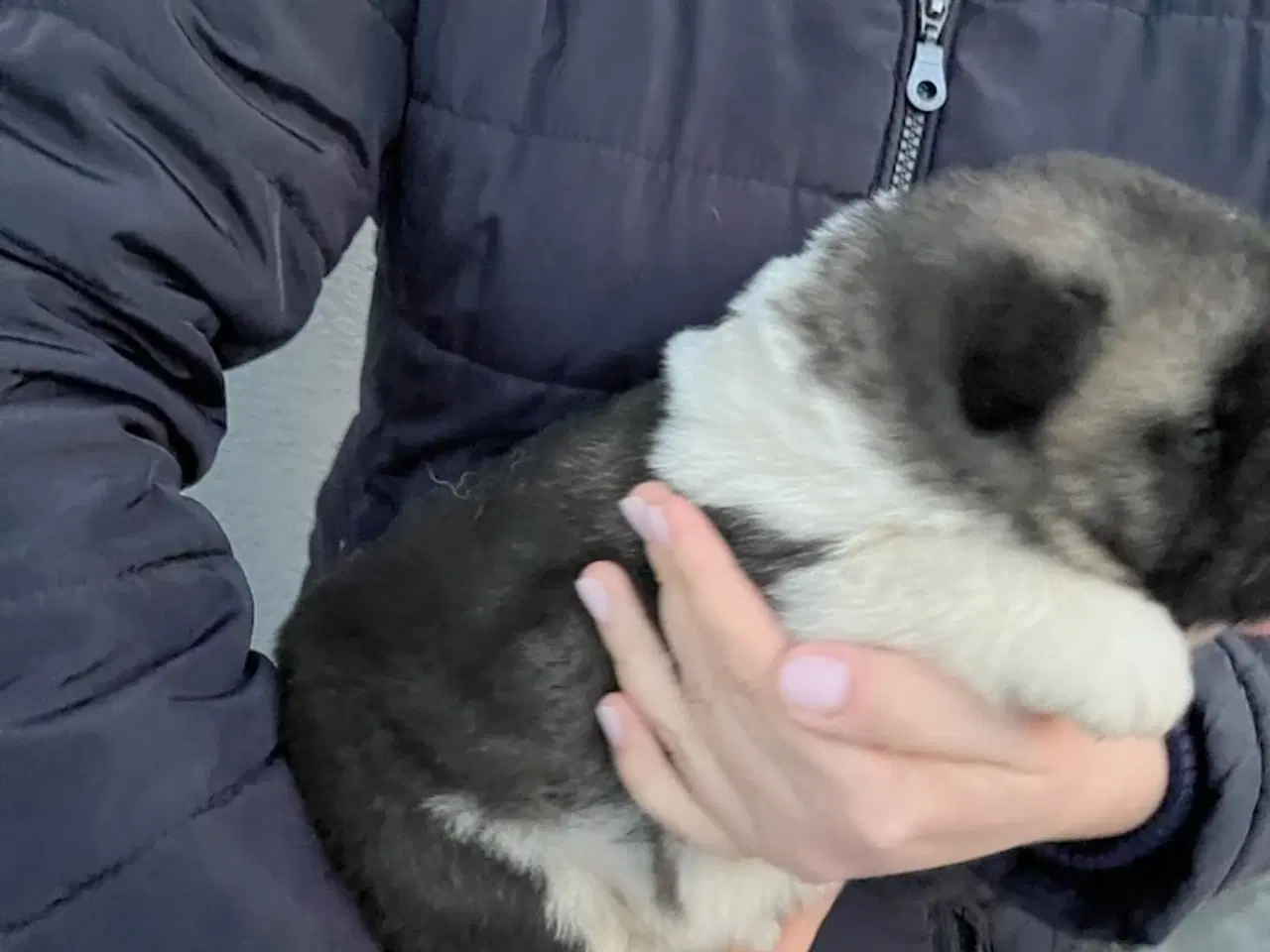 Billede 7 - Hundehvalpe Akita American 