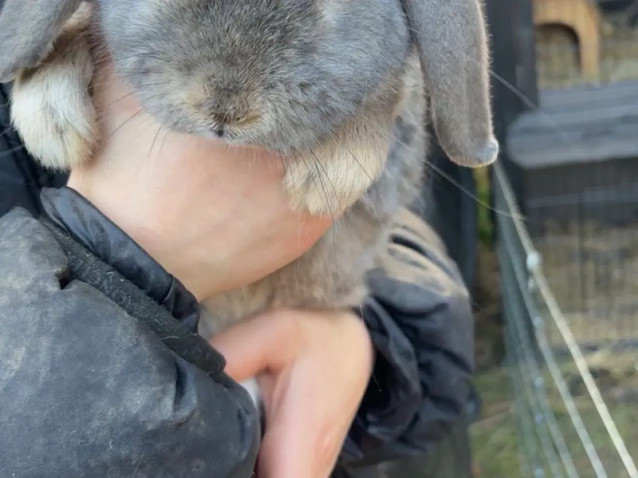 Billede 3 - Halv Løvehovede (chille)