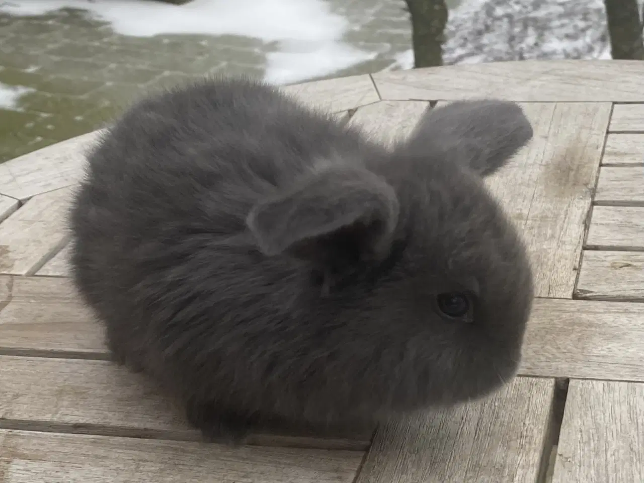 Billede 4 - FRANSK VÆDDER HAN BLÅ