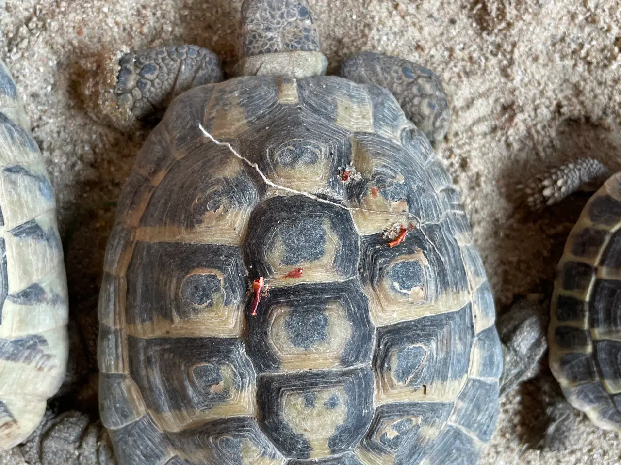 Billede 2 - Græske landskildpadder avlspar