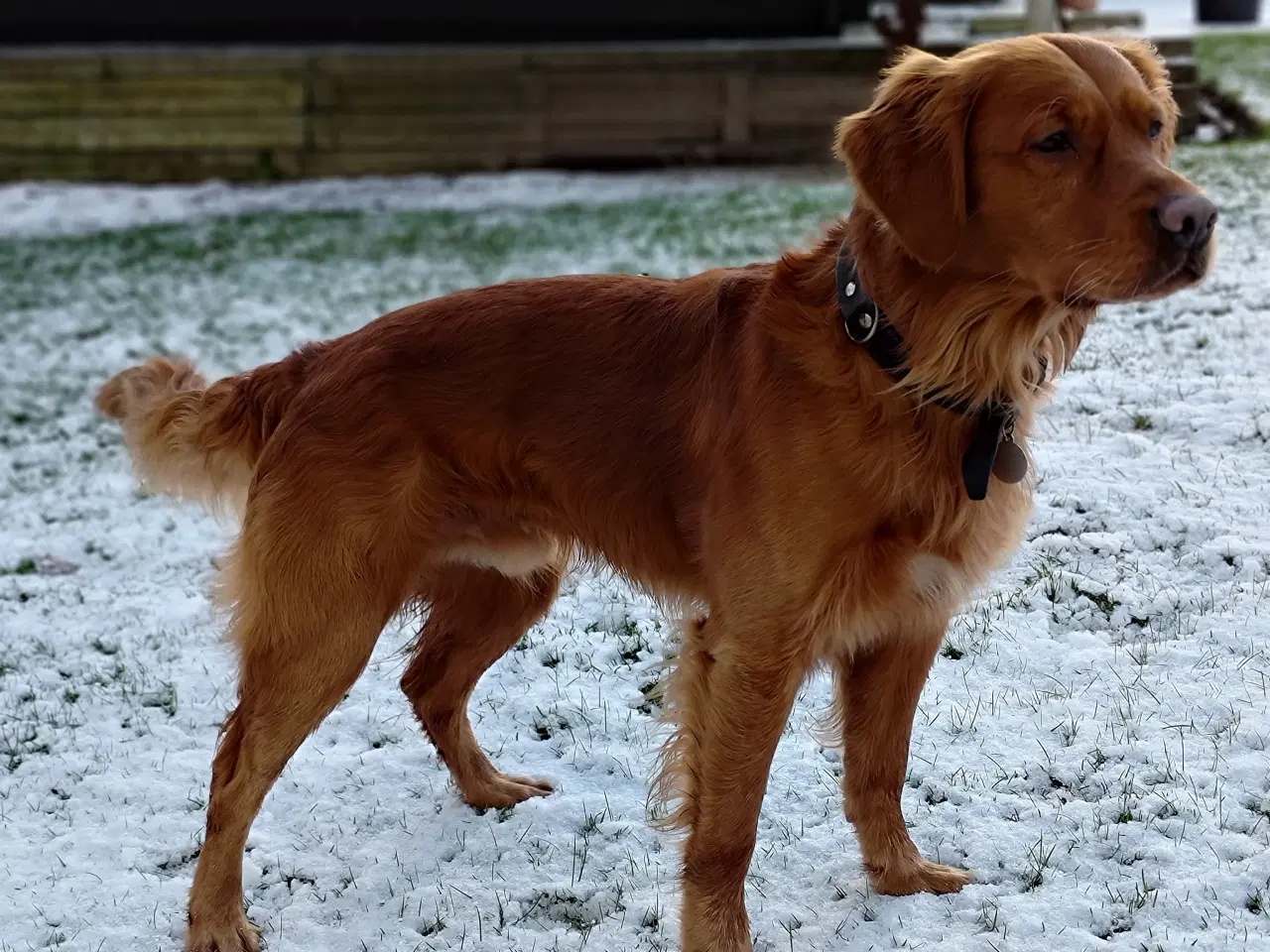 Billede 3 - Parring tilbydes. Gylden-mørk Golden Retriever