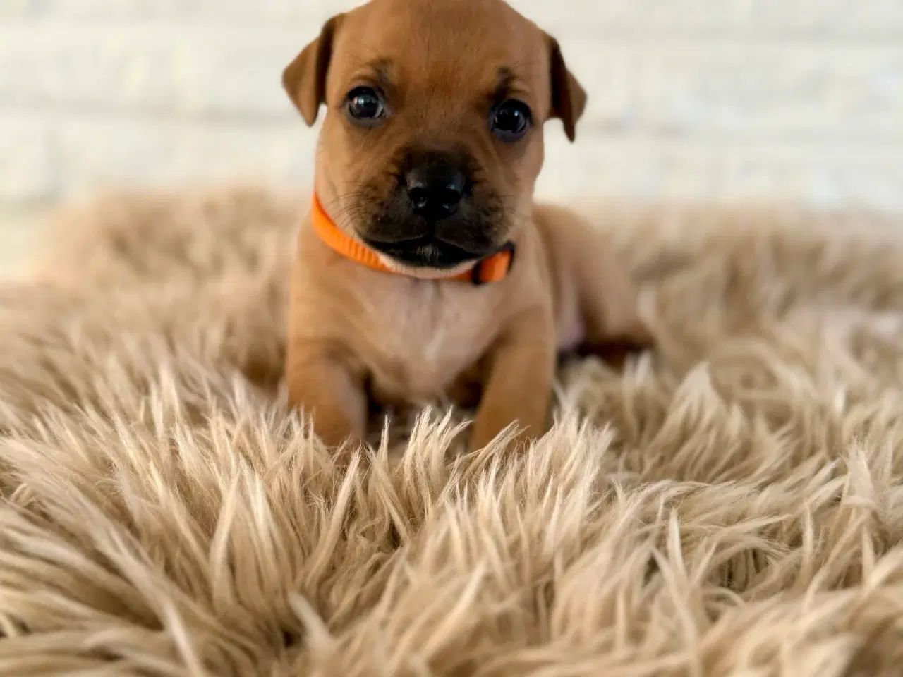 Billede 7 - 🐾 Staffordshire Bull Terrier hvalpe m. stamtavle