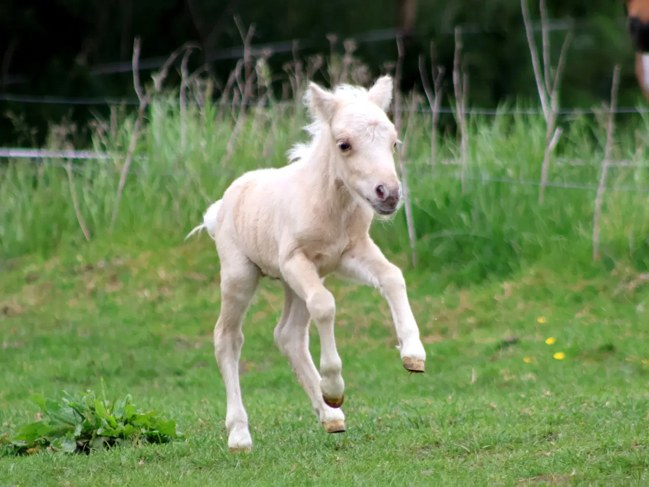 Billede 2 - mini palomino hingsteføl, rødt pas 