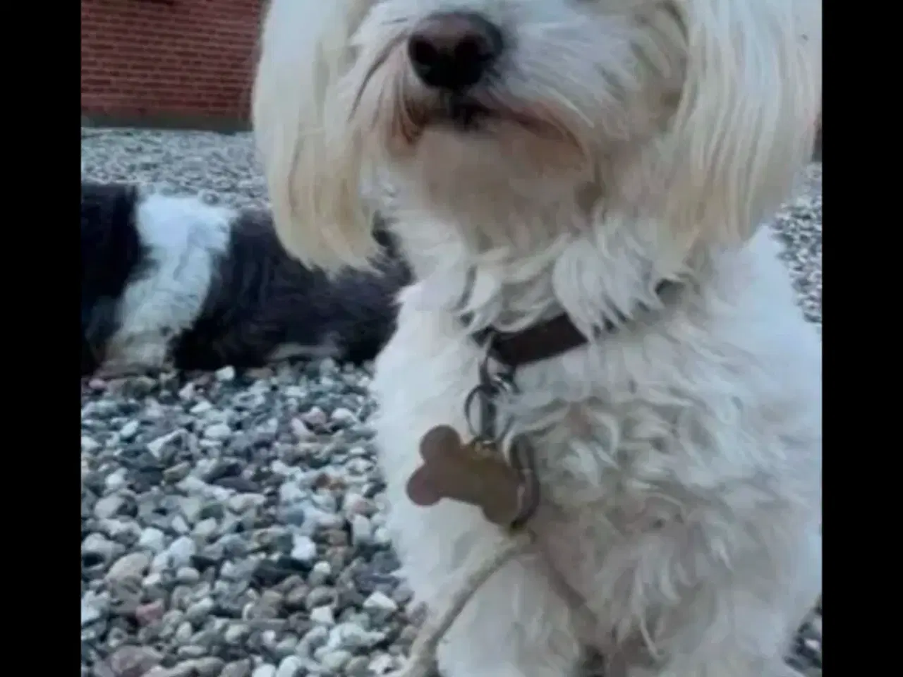Billede 8 - 3 lækre malteser/bichon havanais hvalpe