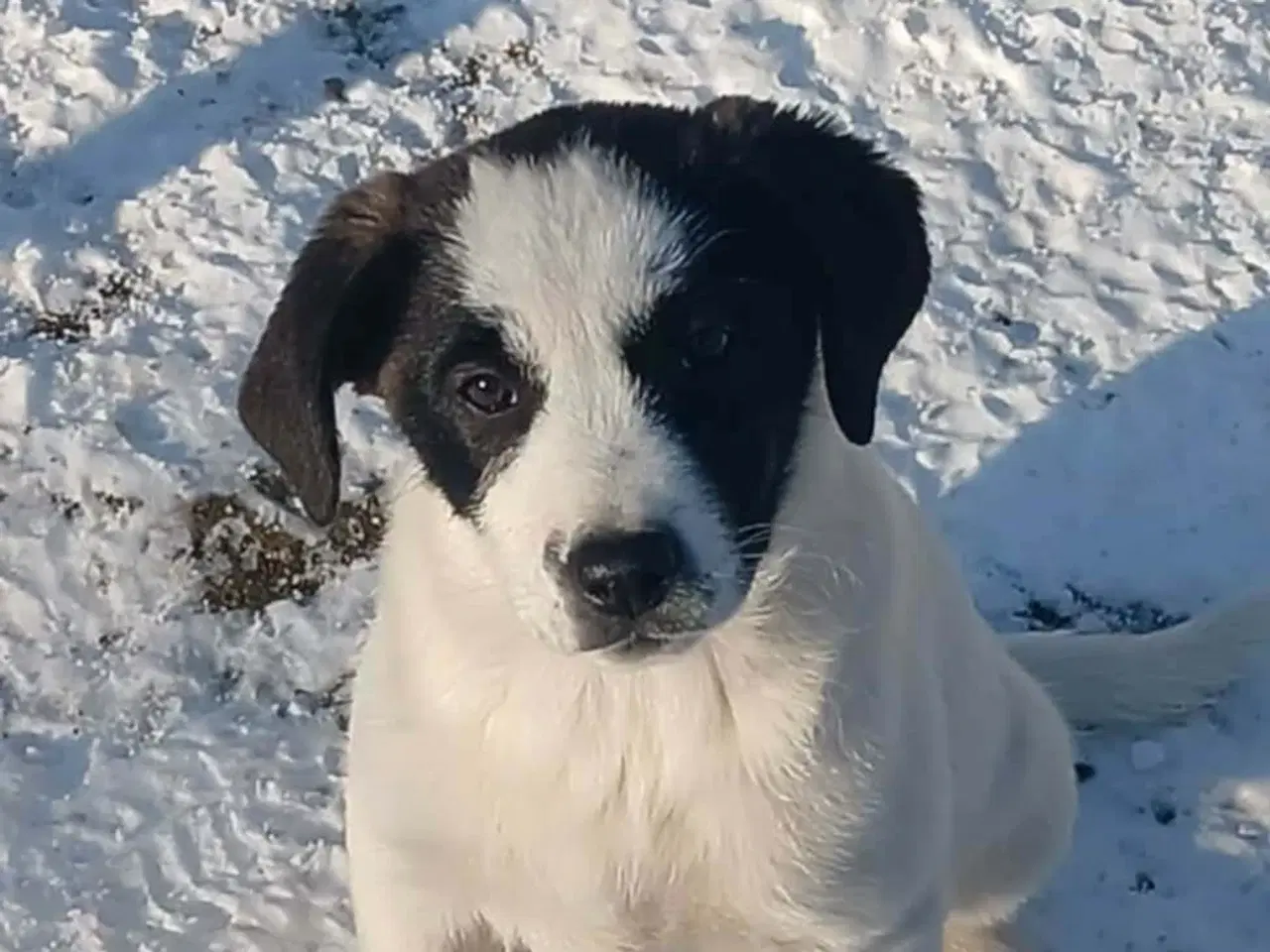 Billede 5 - Søde Muriel søger sit 4ever hjem