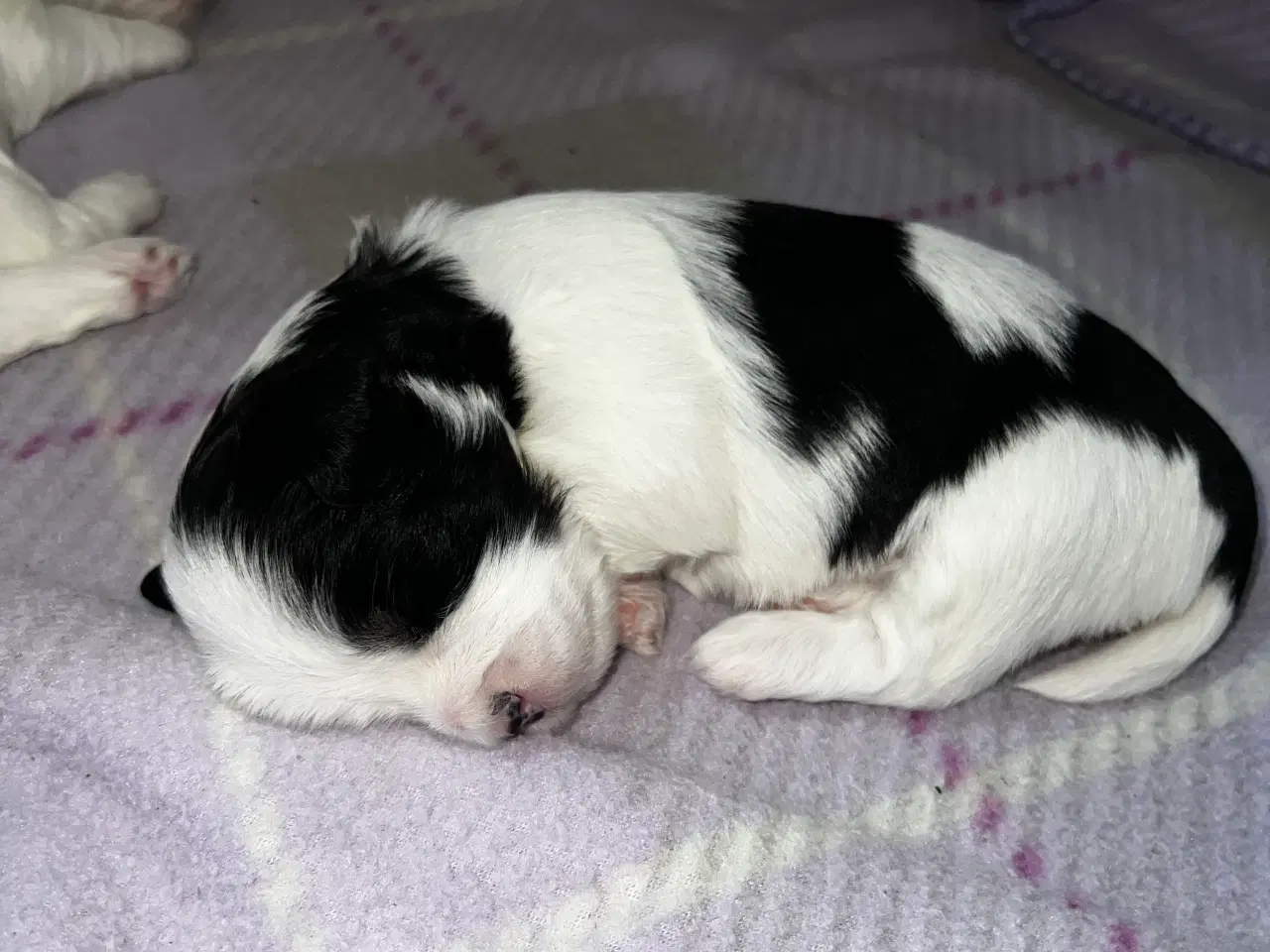 Billede 5 - Bichon Havanais