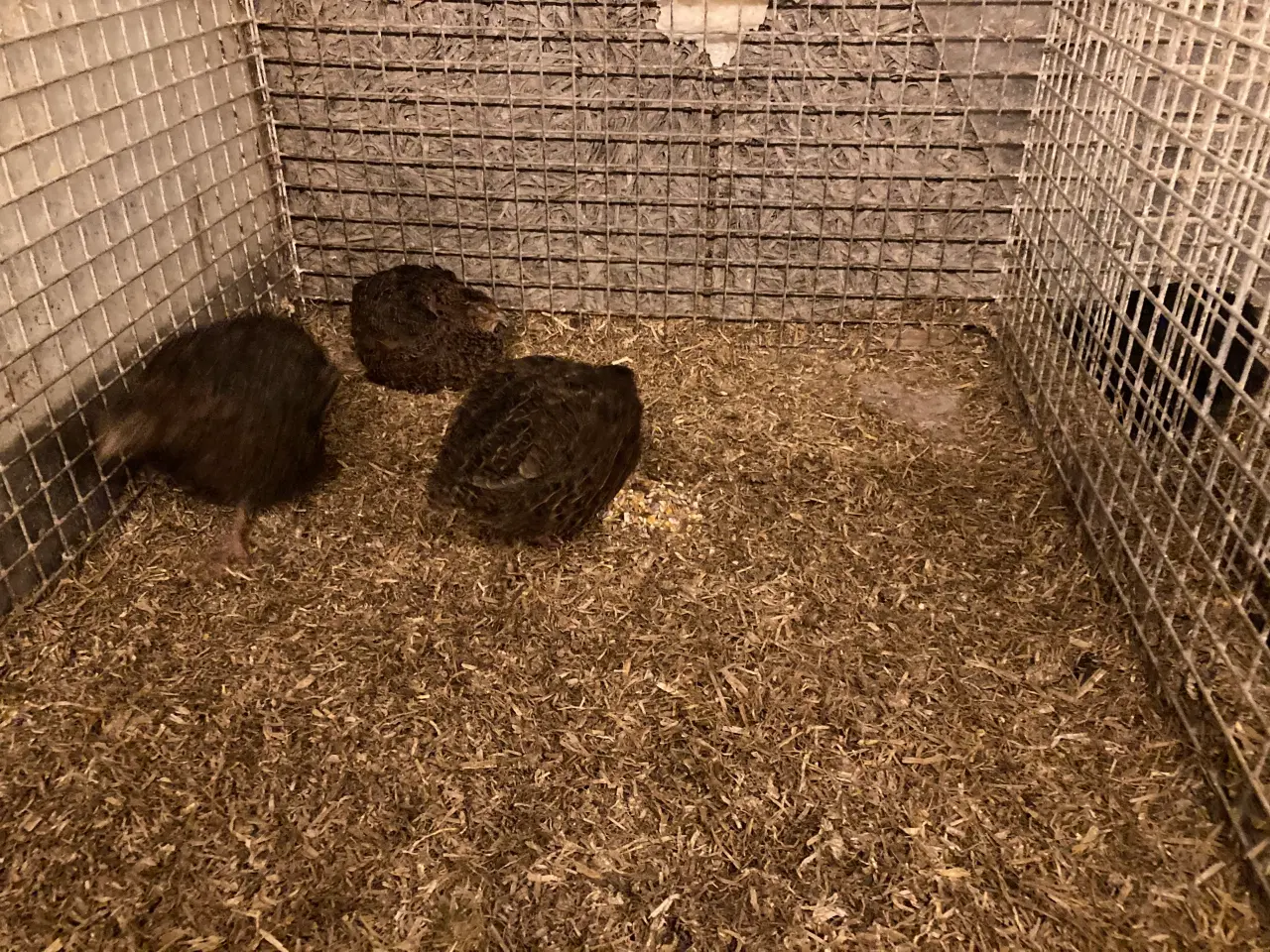 Billede 3 - Japanske Rosetta vagtler