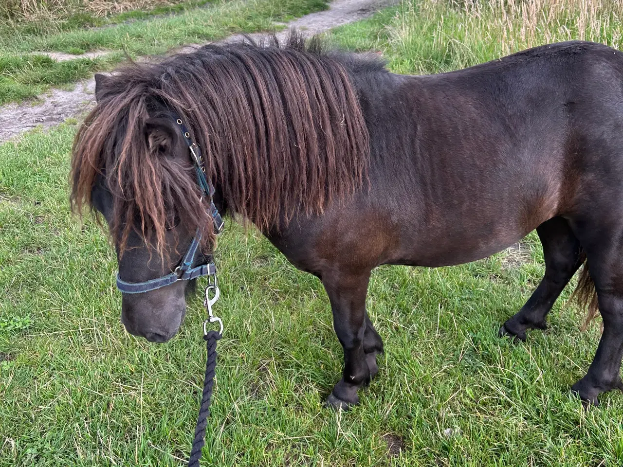 Billede 4 - Sort shetlænder hingst