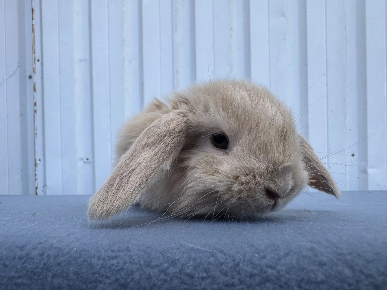 Billede 2 - Dværgvædder/Mini lop hankanin