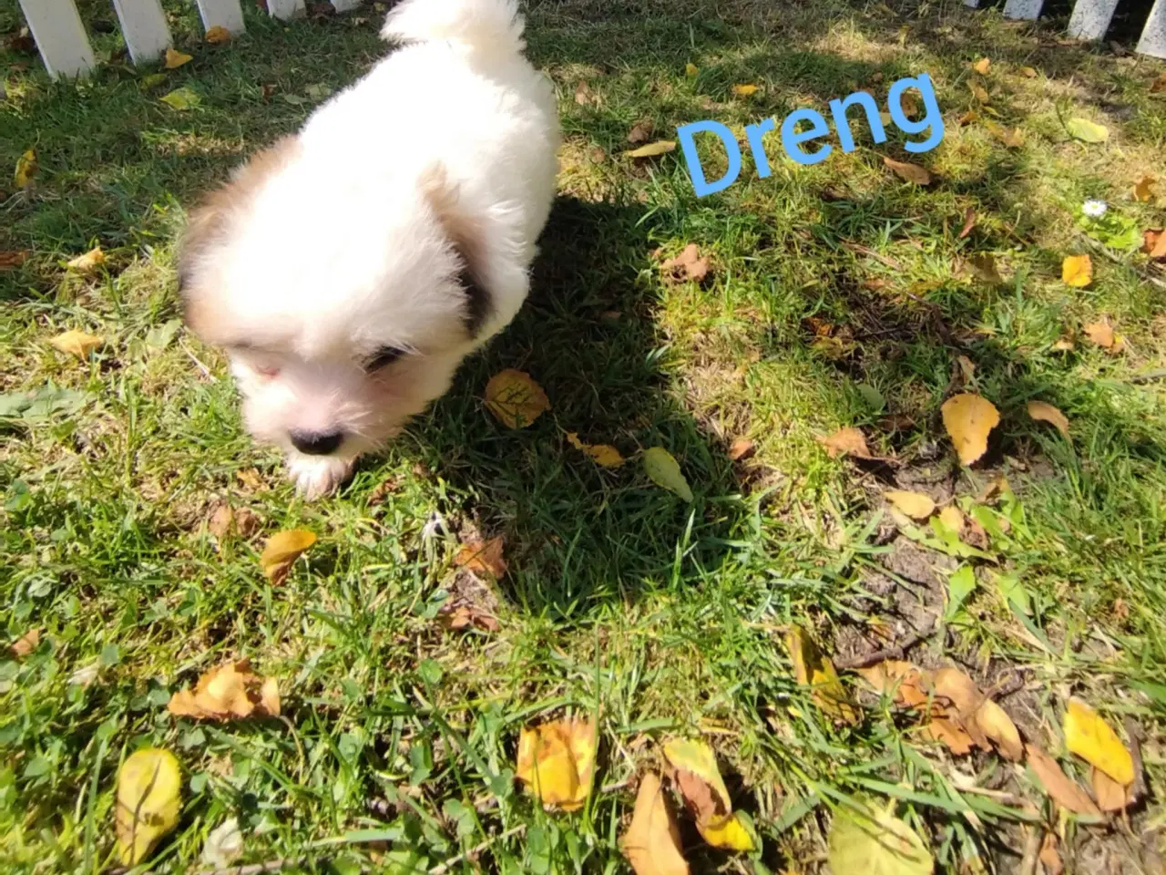 Billede 1 - Coton de tulear