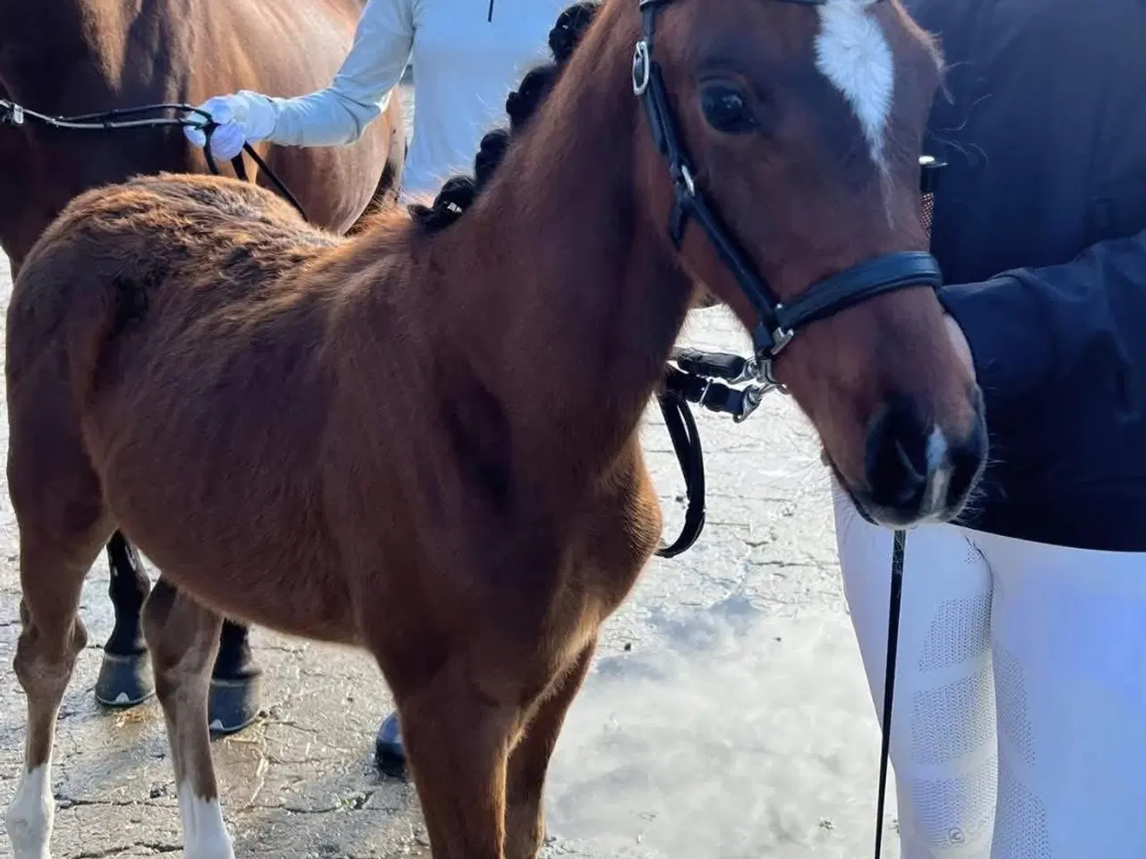 Billede 3 - Skøn hoppe føl☺️