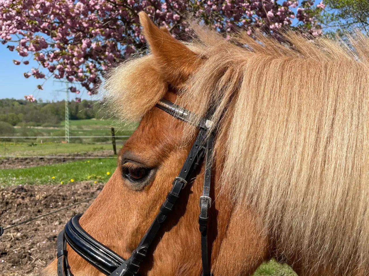 Billede 7 - Skøn og køn 3. Pony