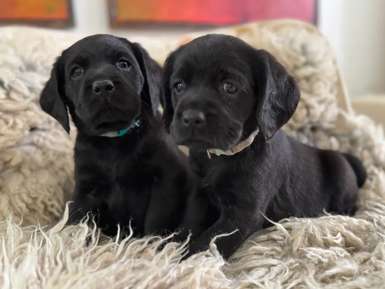 Billede 1 - Ceckerspaniel og Labrador (Amerikansk cockerdor)