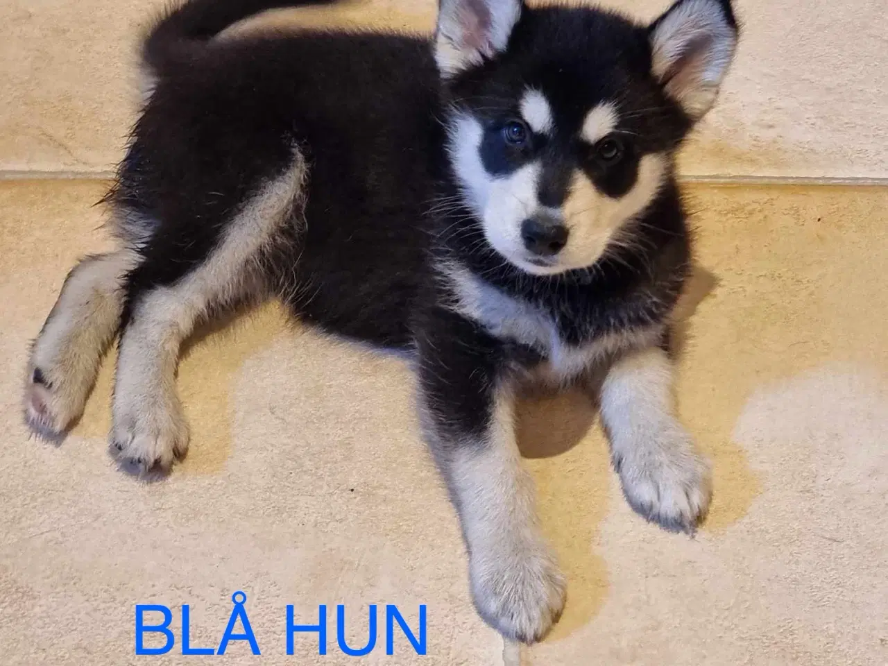 Billede 6 - Husky/malamute hvalpe