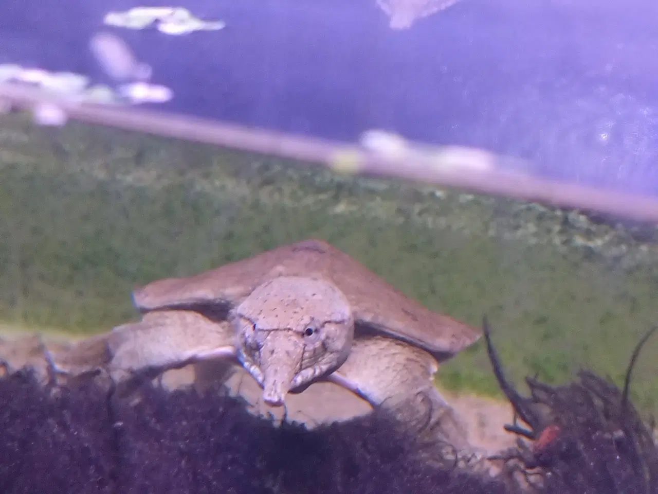 Billede 5 - Kinesisk blødSkjolds skildpadde 