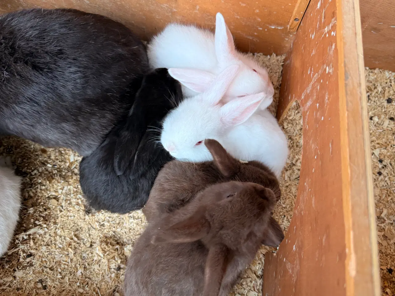 Billede 2 - Kaniner til salg