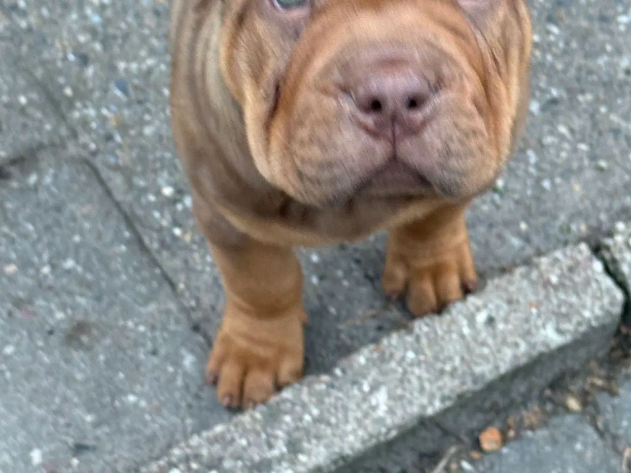 Billede 6 - Hej Vi er to flotte Tæve  tilbage ❤️❤️❤️